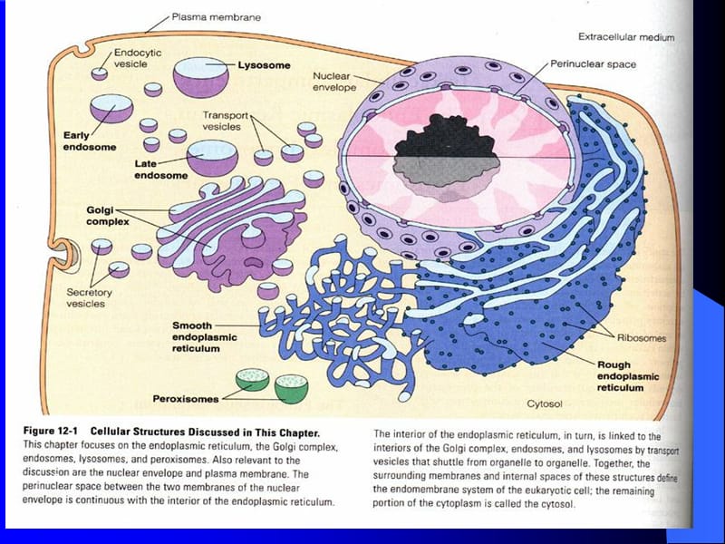 【重庆医科大学】细胞生物学---第五章-膜系统及核糖体.ppt_第3页