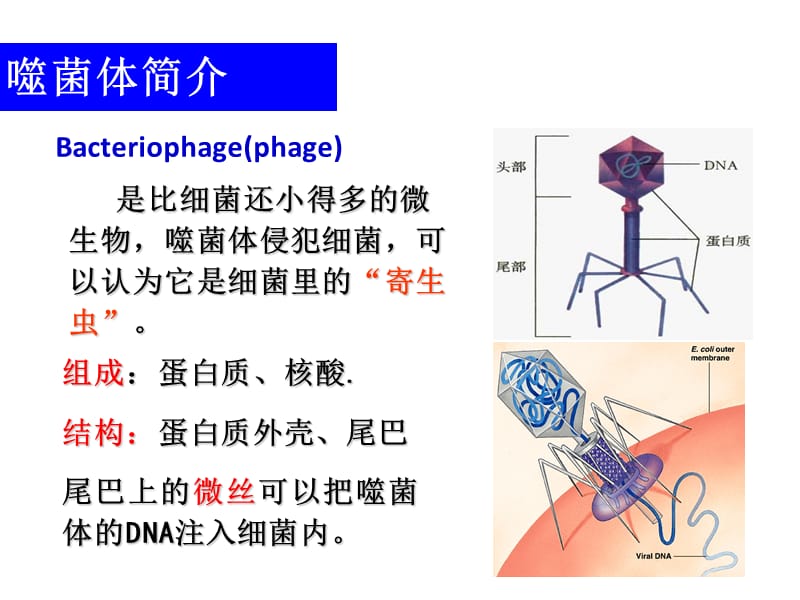 第一节克隆载体.ppt_第2页