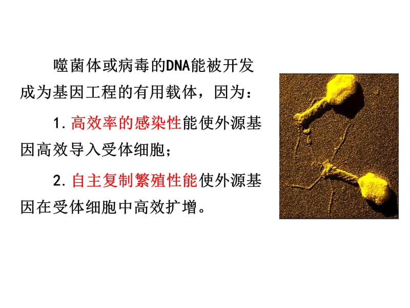 第一节克隆载体.ppt_第3页