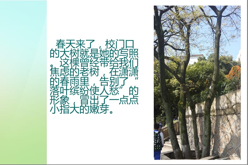 春的观察日记910121ppt课件.ppt_第2页