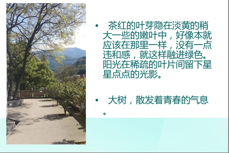 春的观察日记910121ppt课件.ppt_第3页