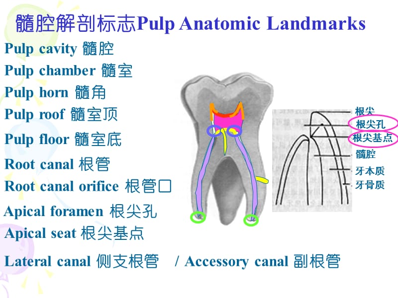 实验髓腔解剖复习.ppt_第2页