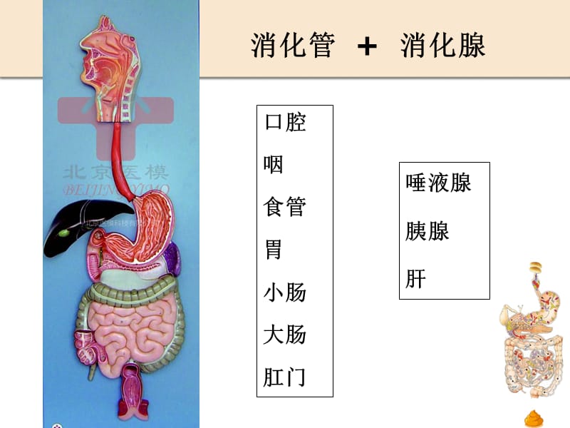 消化系统-章为.ppt_第3页