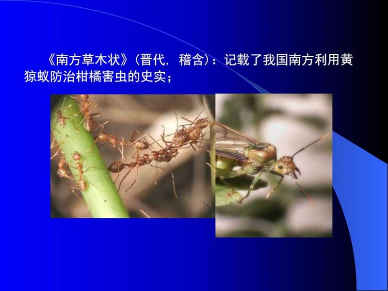 害虫生物防治_图文.ppt.ppt_第3页