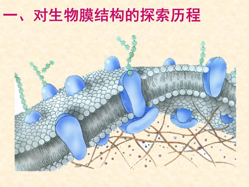 生物生物膜的流动镶嵌模型课件1人教版必修1.ppt_第3页