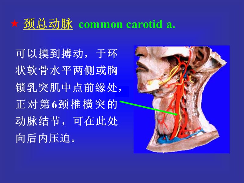 全身动脉摸脉点、压近止血点 第二军医大学 解剖学教研室.ppt_第2页