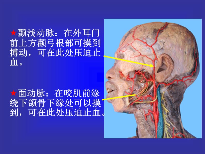 全身动脉摸脉点、压近止血点 第二军医大学 解剖学教研室.ppt_第3页