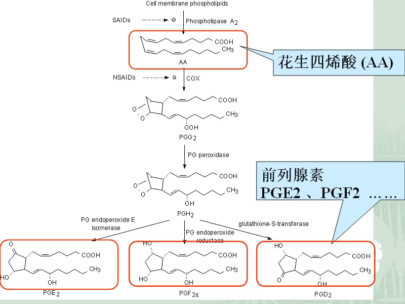 复件药物化学非甾体抗炎药.ppt_第3页