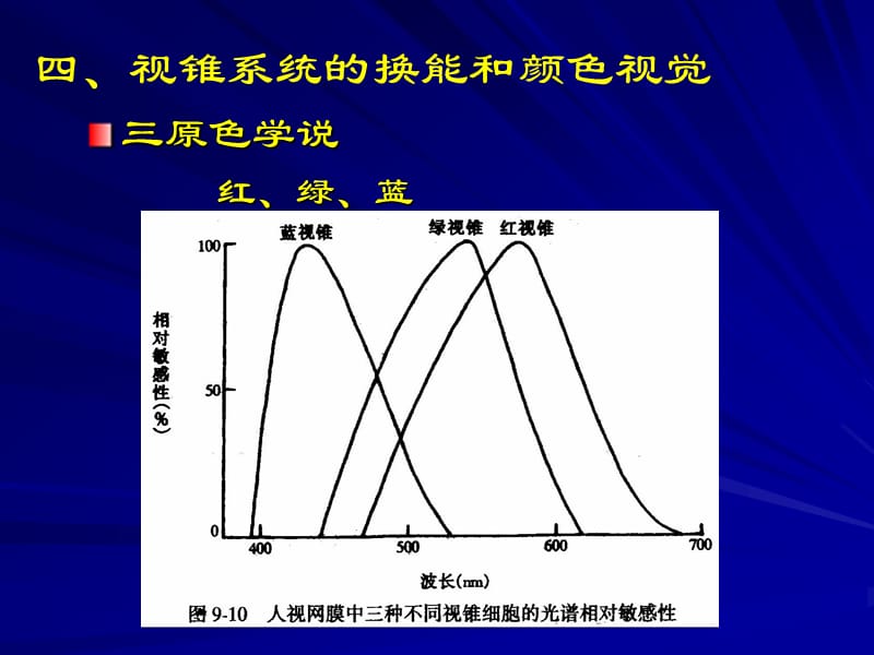 二视杆细胞外段的超微结构和感受器电位的产生.ppt_第2页