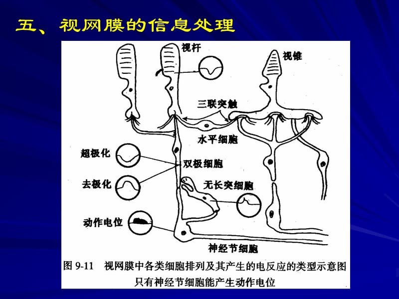 二视杆细胞外段的超微结构和感受器电位的产生.ppt_第3页