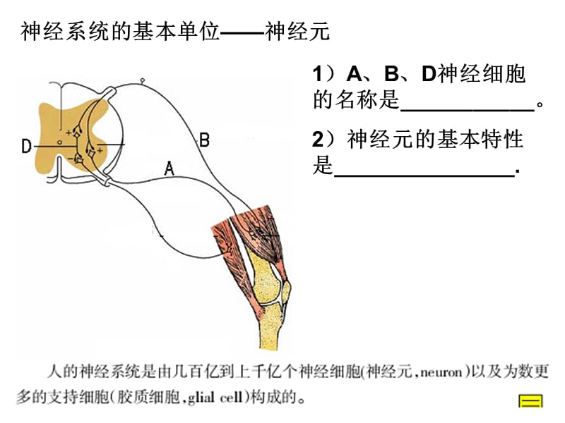 神经冲动的产生与传导.ppt_第2页