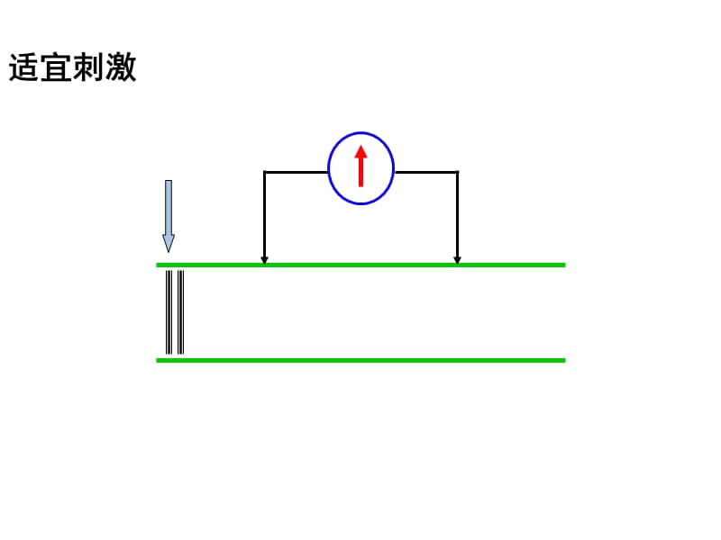 神经冲动的产生与传导.ppt_第3页