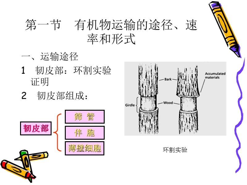 第五章植物体内同化物运输与分配.ppt_第2页