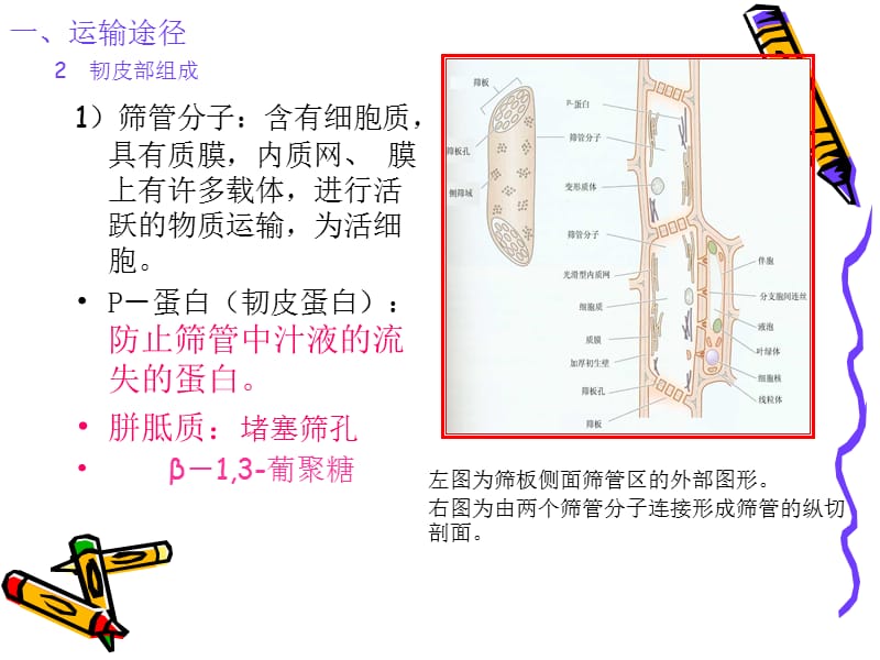 第五章植物体内同化物运输与分配.ppt_第3页