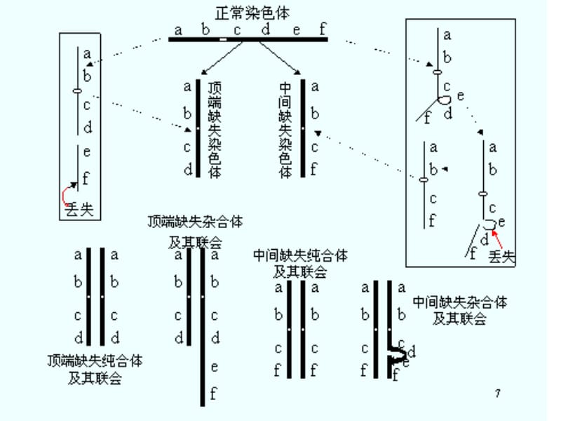 第一部分染色体的结构变异.ppt_第2页