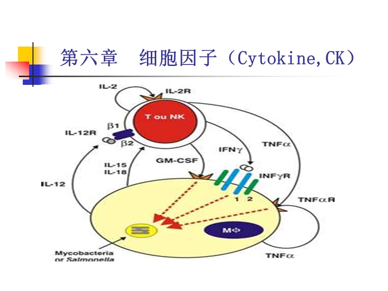 高美华《医学免疫学》第六章 细胞因子.ppt_第1页