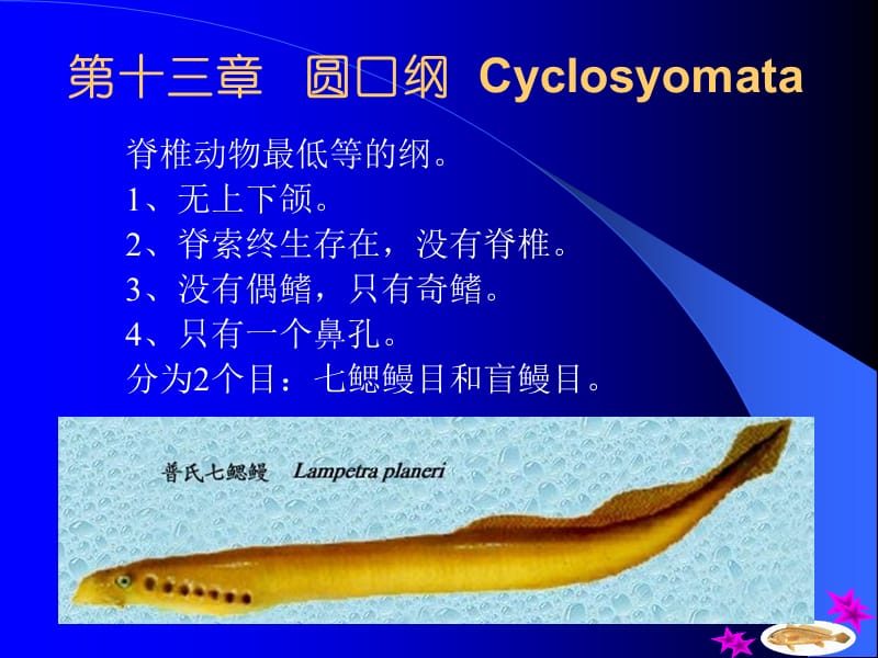 第十三部分圆口纲Cyclosyomata教学课件.ppt_第1页