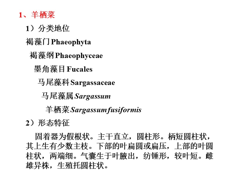 第二部分褐藻的分类.ppt_第2页