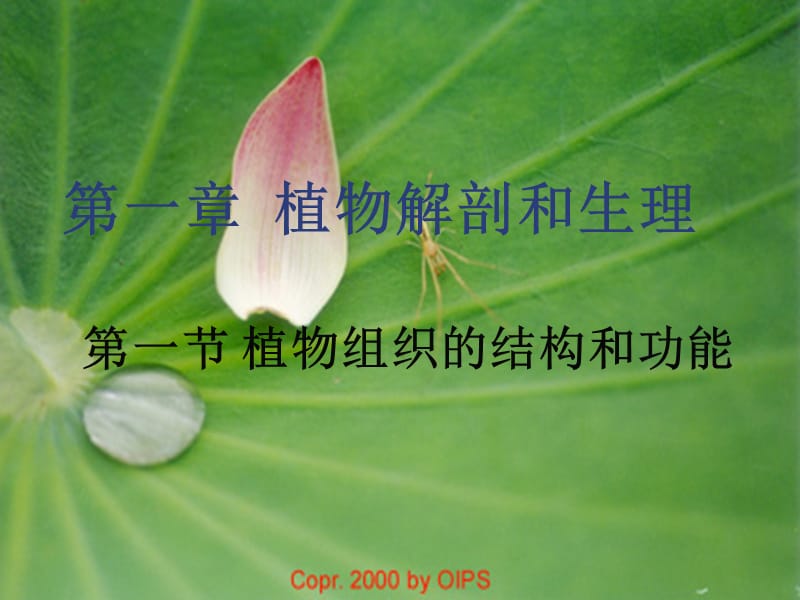 第一部分植物解剖和生理.ppt_第1页