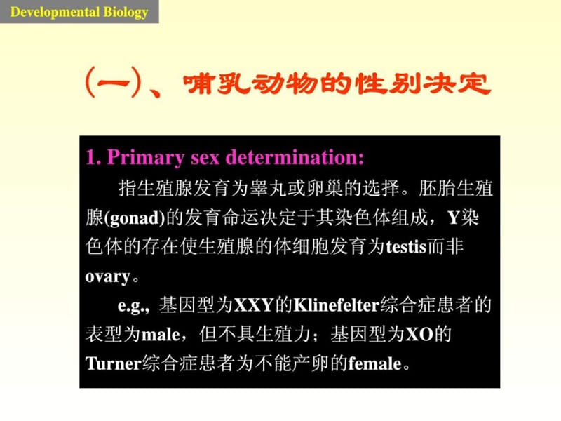 发育生物学课件7 sex.ppt_第3页