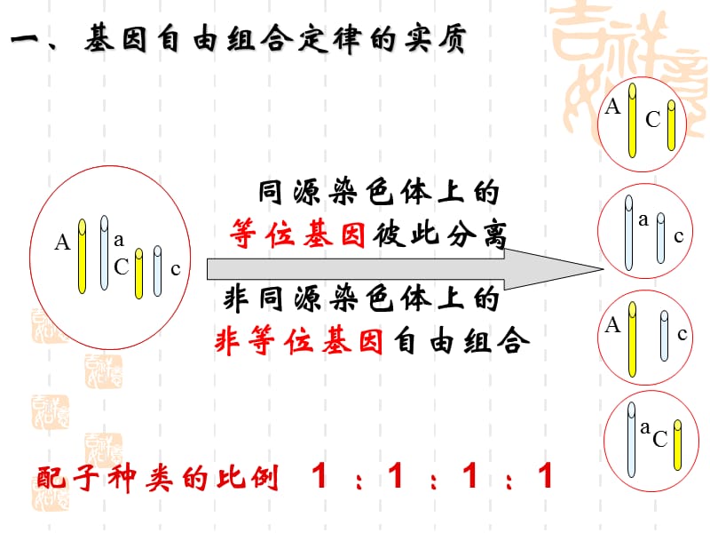 复习自由组合ppt课件.ppt_第3页