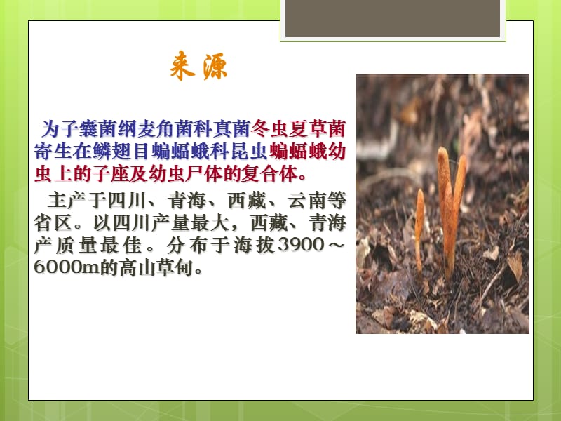 冬虫夏草的食用方法.ppt_第3页