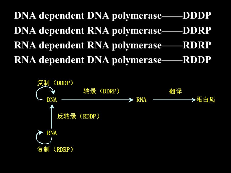 第五章DNA复制.ppt_第3页