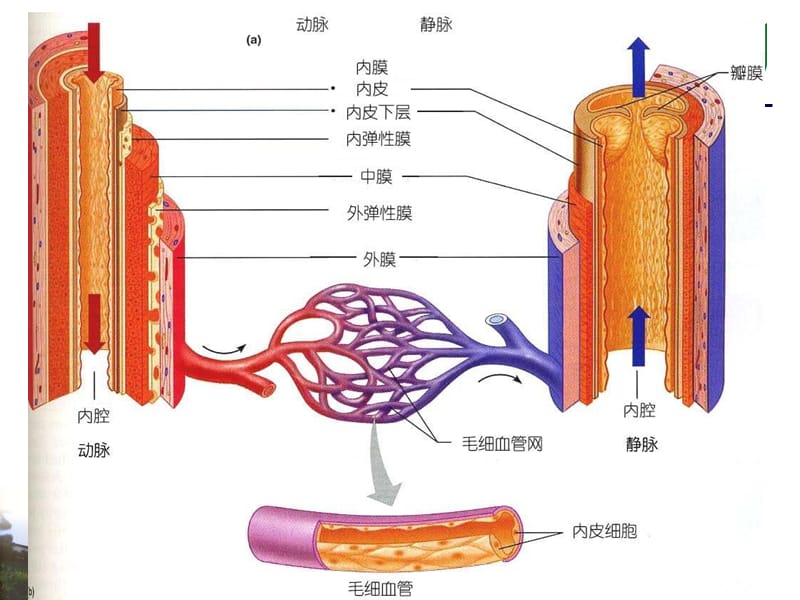 静脉临床应用解剖.ppt_第3页