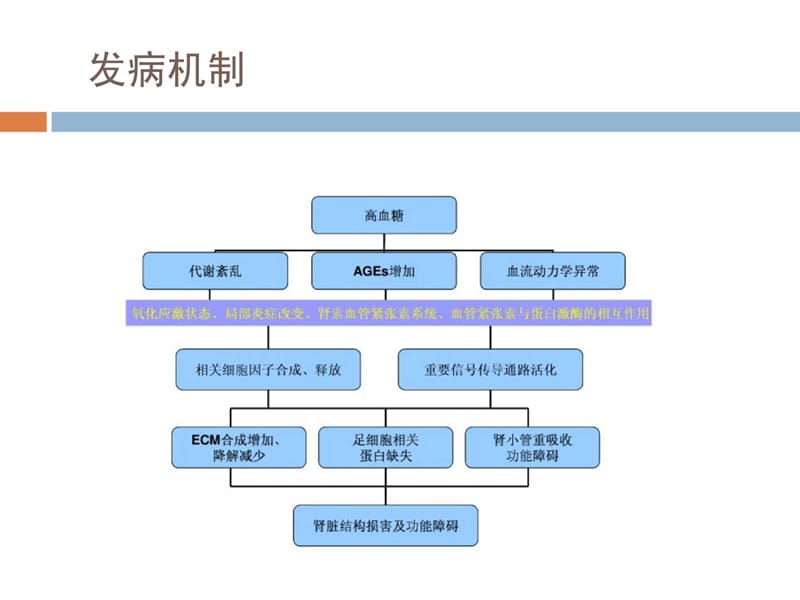 糖尿病肾病病理[新版].ppt_第2页