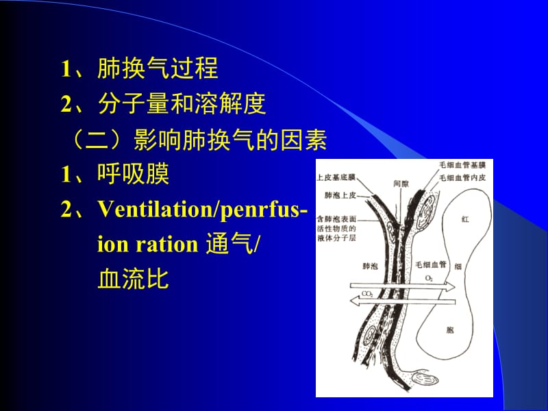 第二节气体交换Gasexchage.ppt_第3页