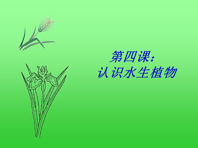 教科版科学三上水生植物课件.ppt_第1页