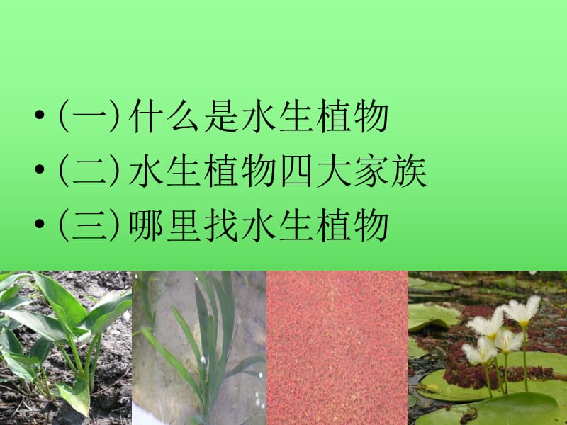 教科版科学三上水生植物课件.ppt_第2页