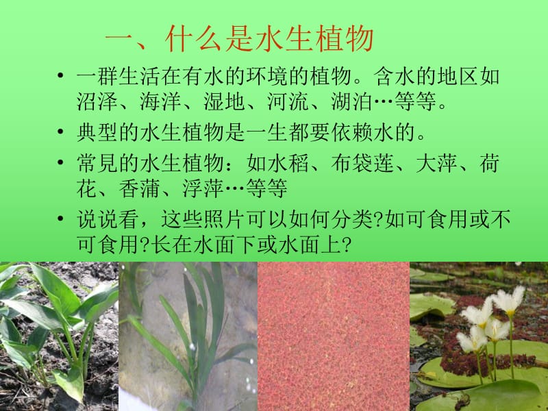 教科版科学三上水生植物课件.ppt_第3页