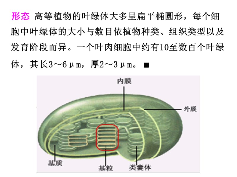 三节光合作用一捕获光能色素和结构.ppt_第3页