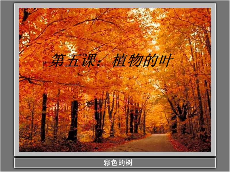 教科版科学三上植物的叶课件.ppt_第1页