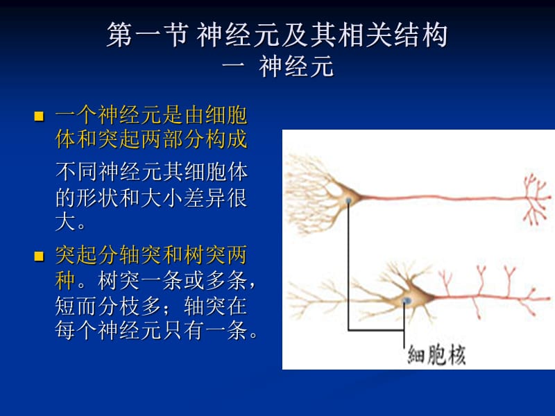 第一章神经系统.ppt_第2页