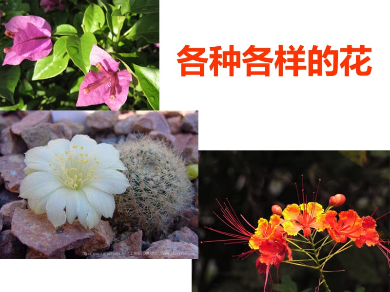 各种各样的花.ppt_第1页