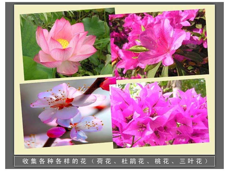 各种各样的花.ppt_第3页