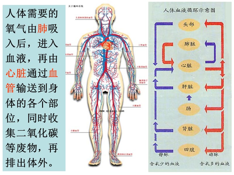 教科版四年级上册四单元4课.ppt_第3页