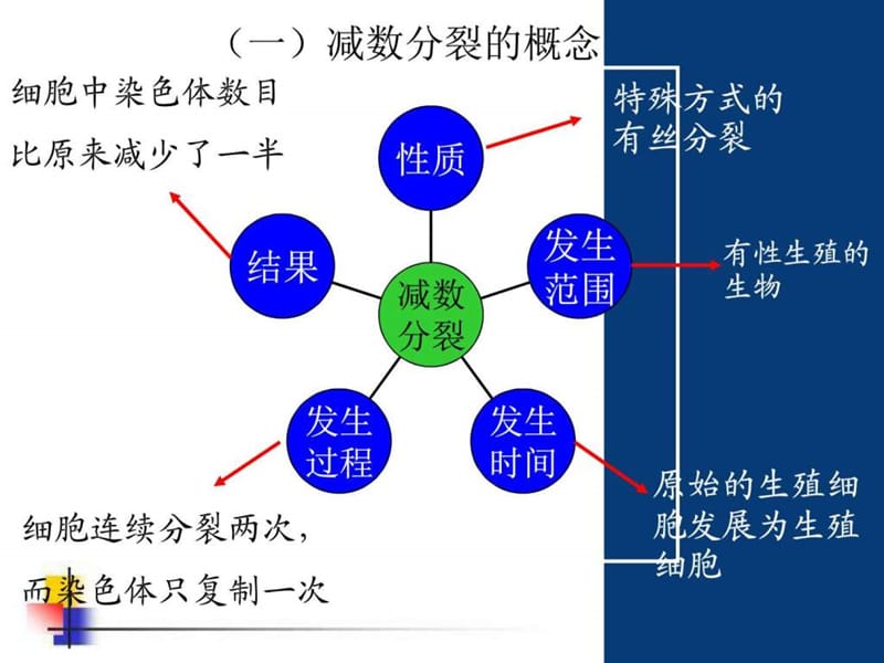 高三复习减数分裂课件(内涵动画)_图文.ppt.ppt_第2页