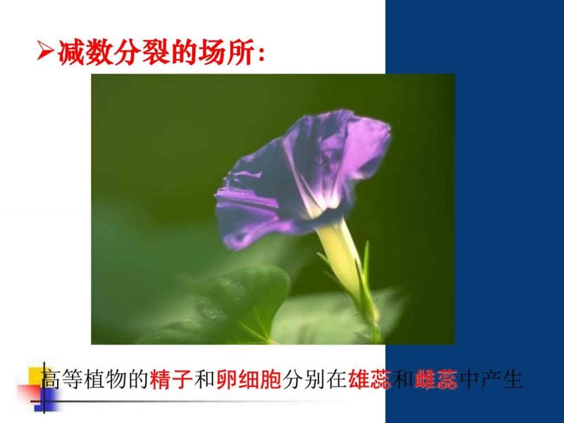 高三复习减数分裂课件(内涵动画)_图文.ppt.ppt_第3页