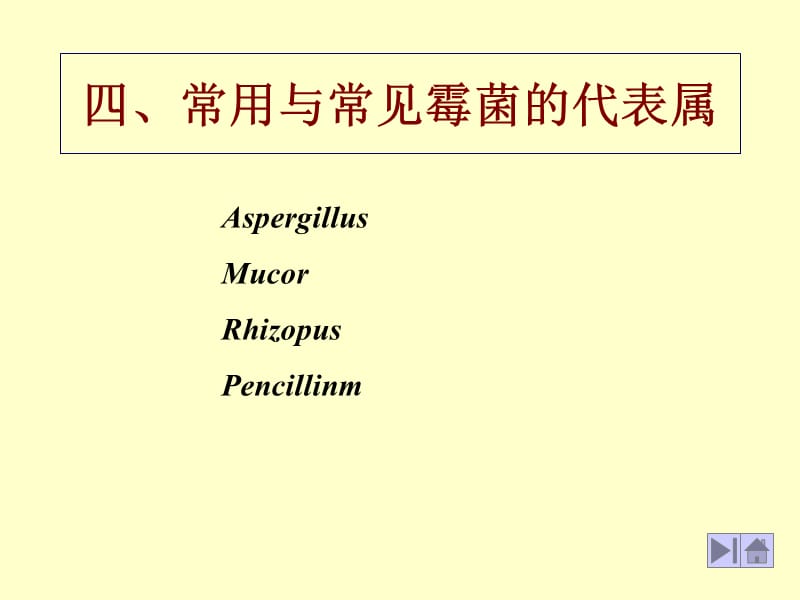 四常用与常见霉菌的代表属.ppt_第1页