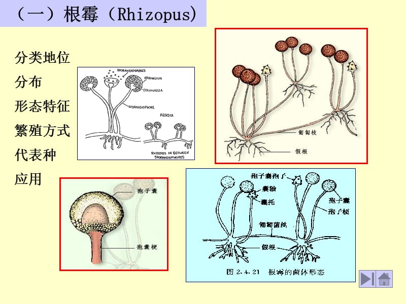 四常用与常见霉菌的代表属.ppt_第2页