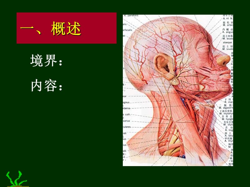 局解课件颈.ppt_第2页