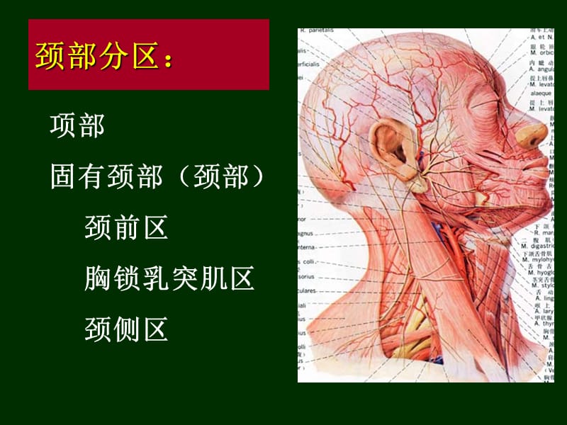 局解课件颈.ppt_第3页