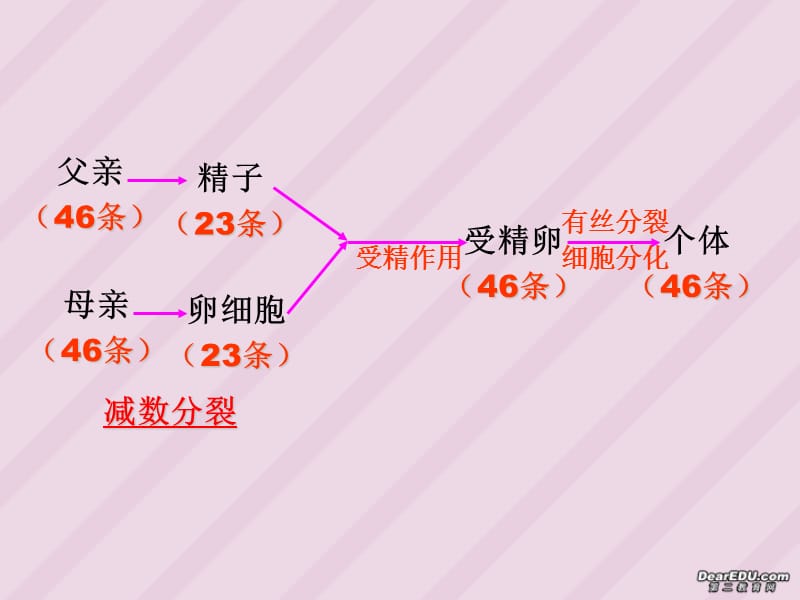 个体条.ppt_第2页