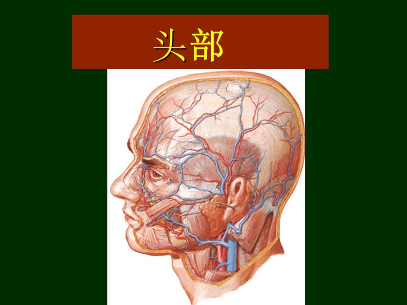 局解头部.ppt_第1页