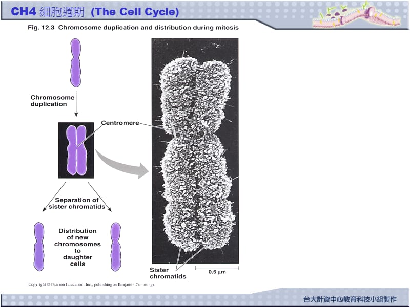 四章細胞週期thecellcycle.ppt_第3页