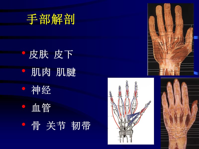 手外伤教学幻灯.ppt_第2页