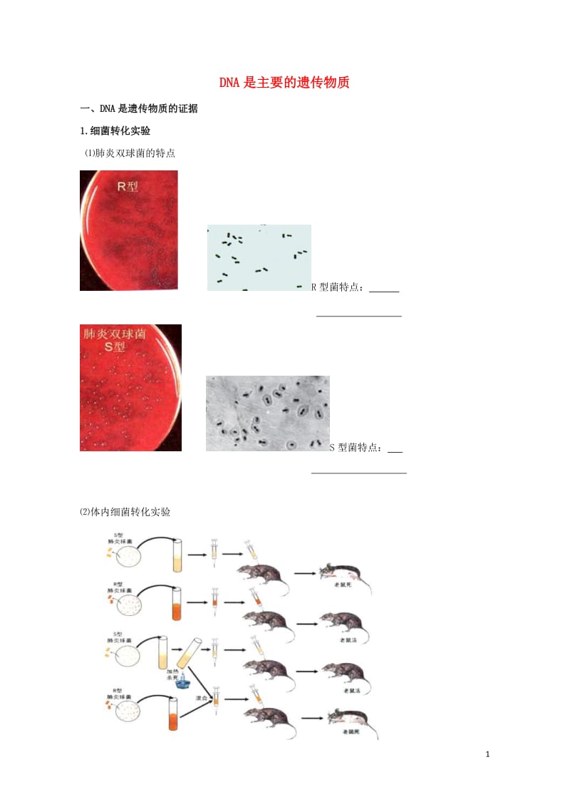 北京市第四中学2017届高考生物专题复习1DNA是主要的遗传物质学案20170817153.doc_第1页